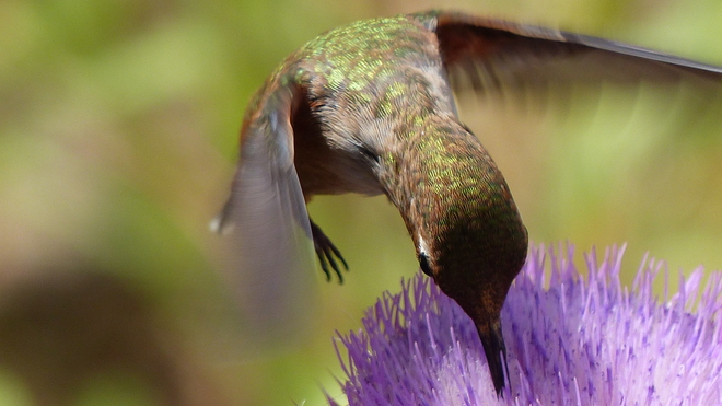 Humming bird in a thistle flower Grand Forks, BC