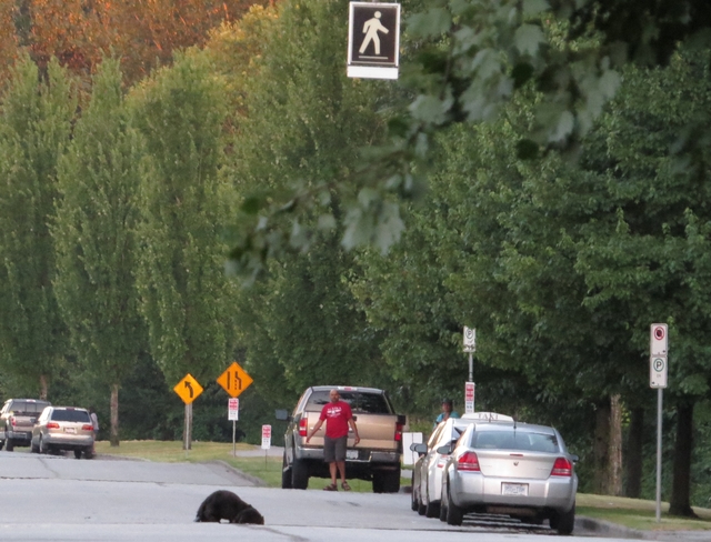Wow Beavers Do Use Crosswalks! (crosswalk sign above) Burnaby, BC