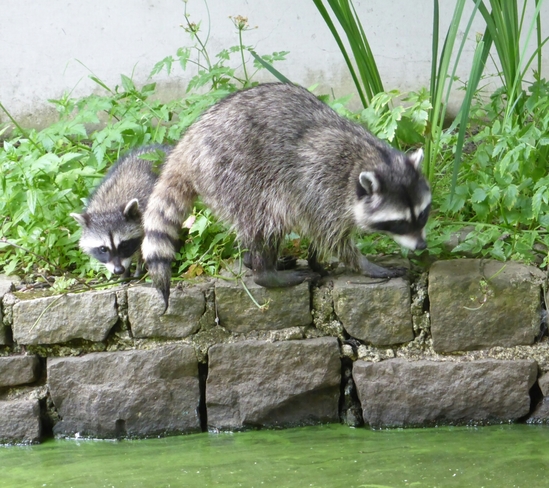 Thirsty raccoon cubs Vancouver, BC