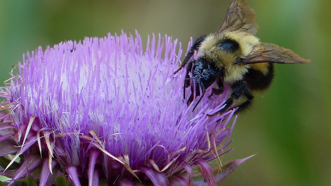 Bumble bee in a thistle flower Grand Forks, BC