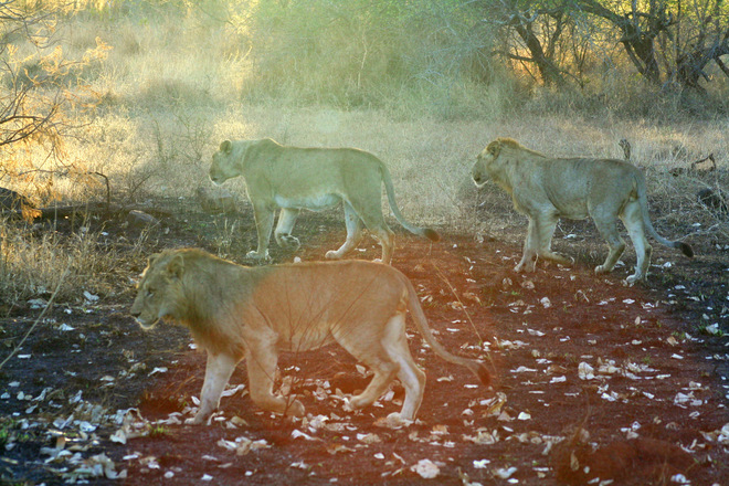 Kruger Park Kruger Park, Mpumalanga, South Africa