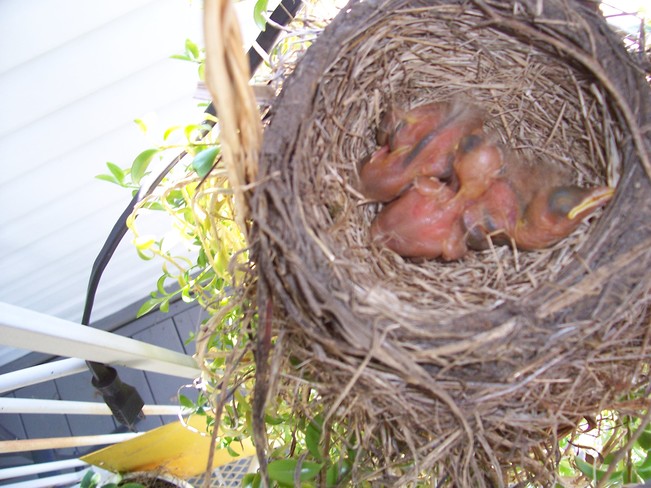 3 day old robins Bonfield, ON