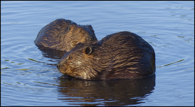 More beavers, Elliot Lake. 