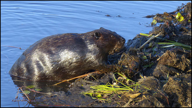 More beavers, Elliot Lake. 
