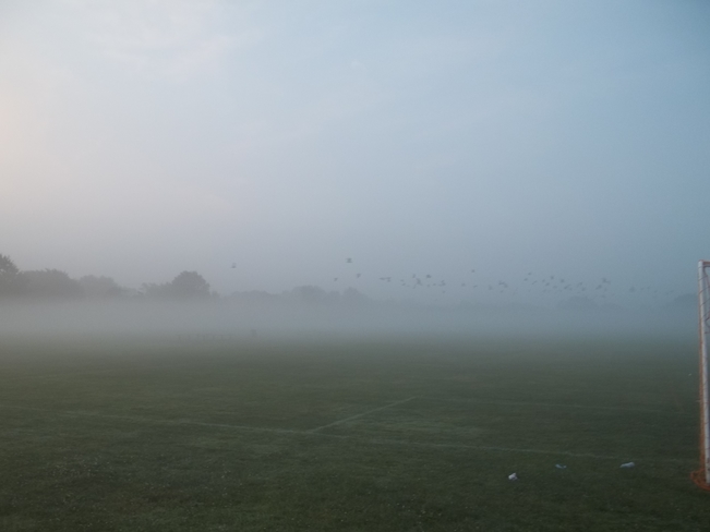 seagulls in the fog Windsor, ON