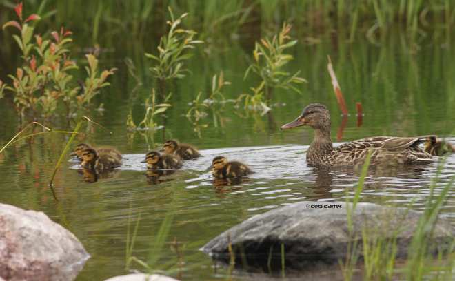 Mallard with ducklings Sioux Lookout, ON