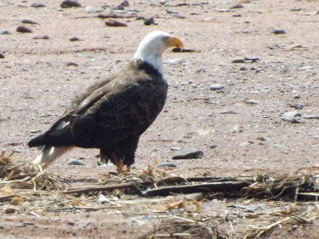 Bald Eagle Five Islands, NS