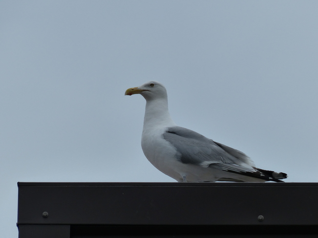 Seagulls Yarmouth, NS