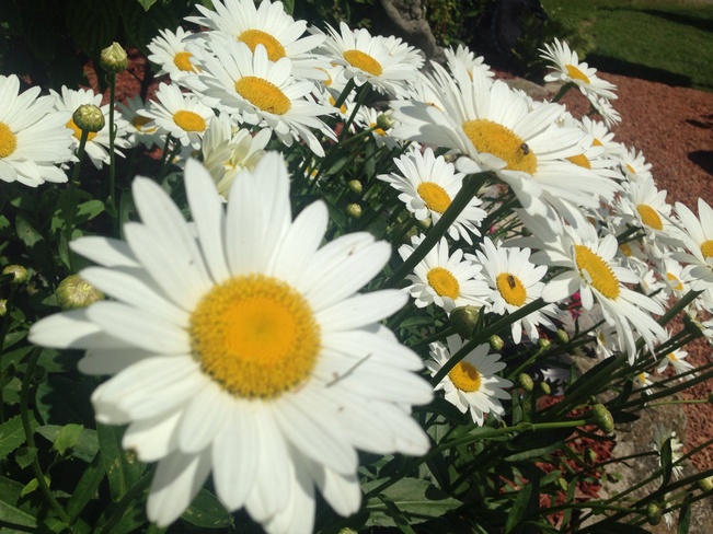 daisies for her 87th Troy, Ontario Canada