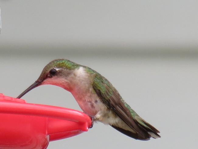 Hummingbird Lindsay, ON