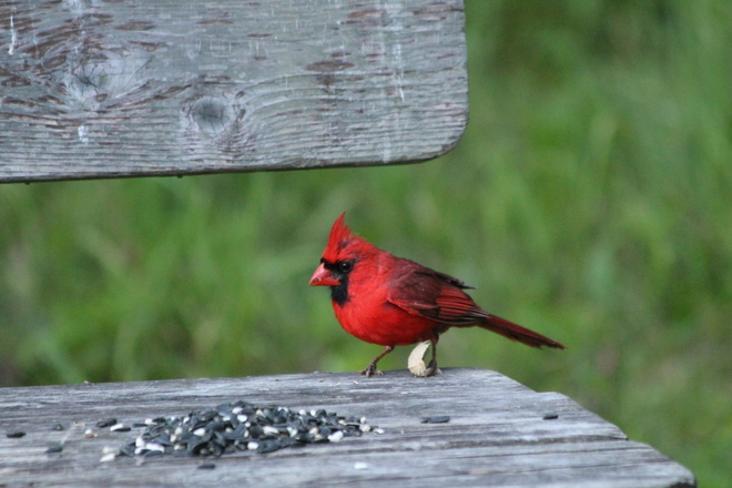Cardinal Kingston, ON