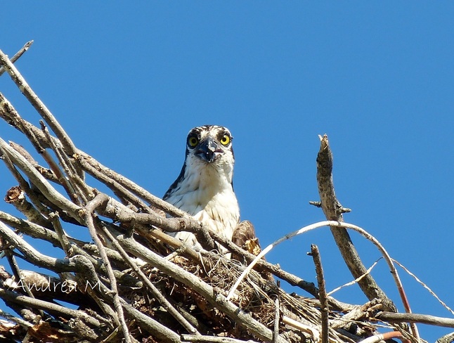 An Osprey is looking down on me... Smiths Falls, ON