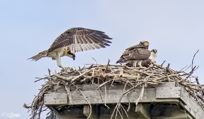 Adult osprey coming to the nest with two chicks Smiths Falls, ON
