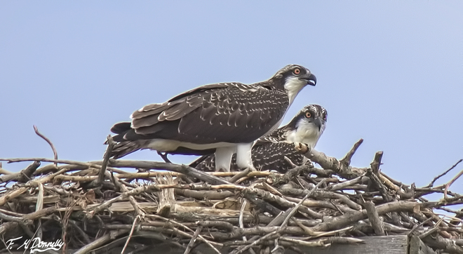 The Osprey Chicks are Almost Adults! Smiths Falls, ON