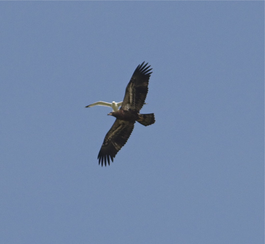 Juvenile Bald Eagle Fergus, ON