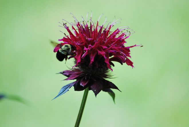 "Bee Balm" flower visitor Oshawa, ON