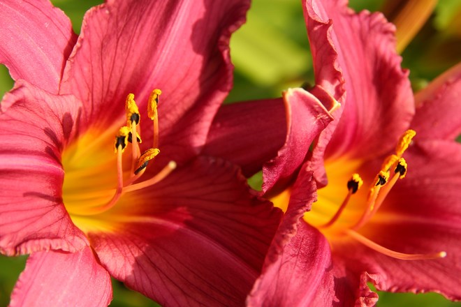 Day Lily Beauties Greater Napanee, ON