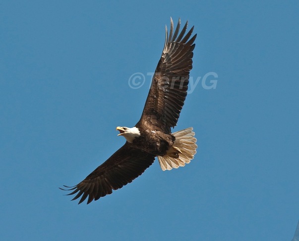 Bald Eagle patrolling Lake Ontario Scarborough, Toronto, ON