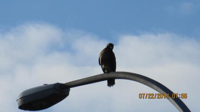 Morning Hawk Victoria, BC