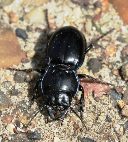 big black beetle Brooks, AB