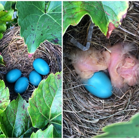 Robins babies finally hatch :) Waterloo, Ontario Canada