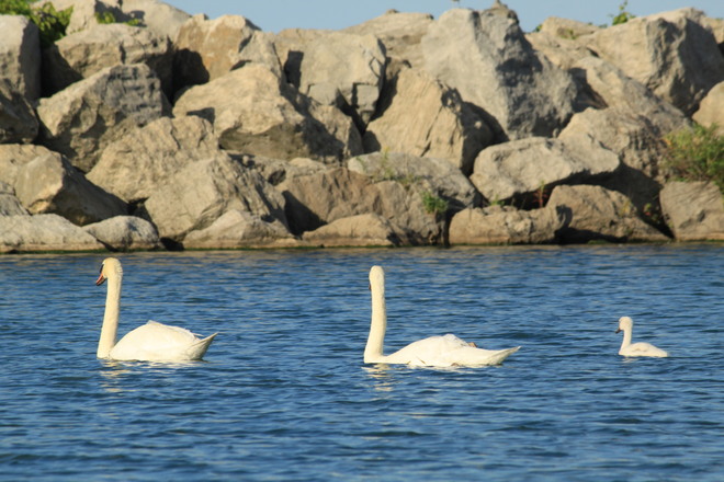 White Swan's Lake Ontario, ON