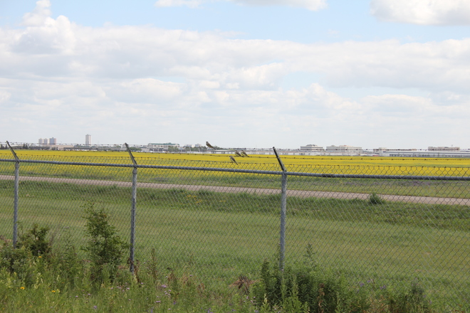 Birds on Barbed Wire Winnipeg, MB