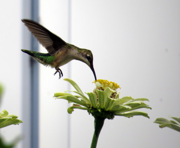 Hummingbird in my garden Somerset, NJ, United States