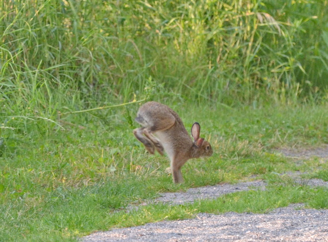 I am all grown up now & still hopping in mid air Lively, Greater Sudbury, ON