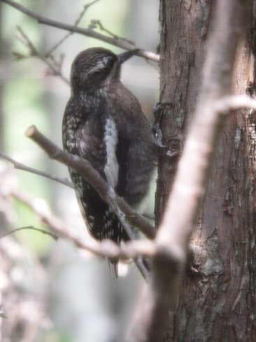 Unknown Woodpecker Corbeil, ON