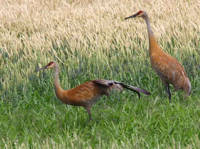 Sandhill Cranes Fergus, ON