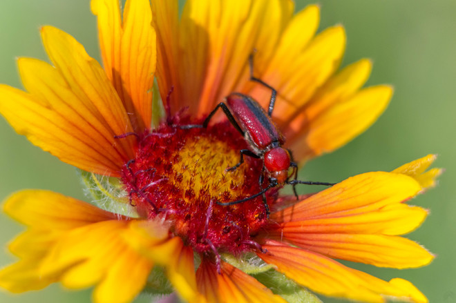 Bug on a flower Winnipeg, MB