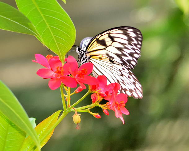 Butterflies Cambridge Ontario