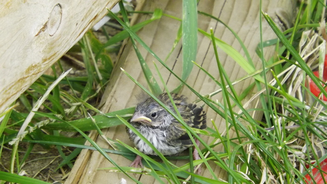 Baby Chipping Sparrow Ashcroft, BC, Canada