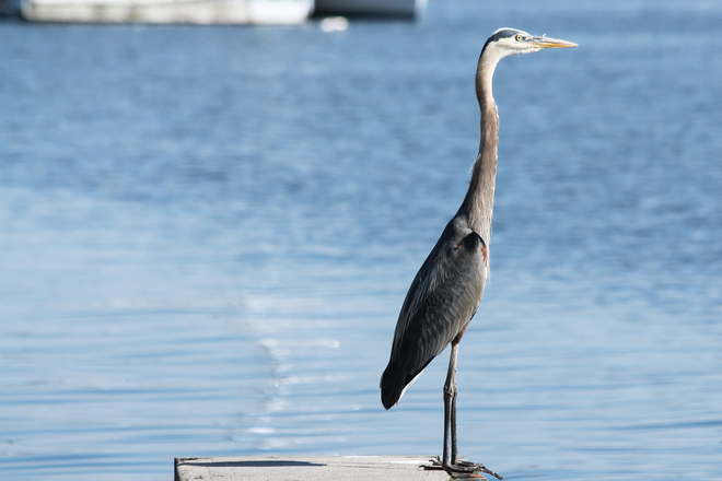 GBH standing tall Kingston, Ontario Canada