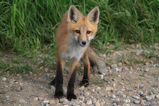 Foxes Harte, Manitoba