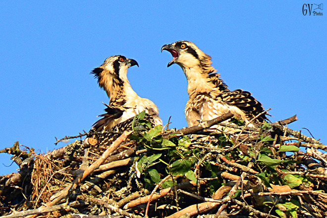 Young Feuding Ospreys Dartmouth, NS