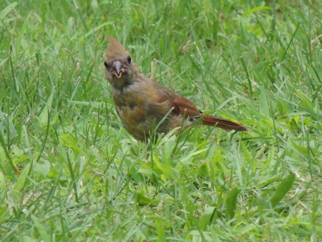 Juvenile Cardinals Nanticoke, ON