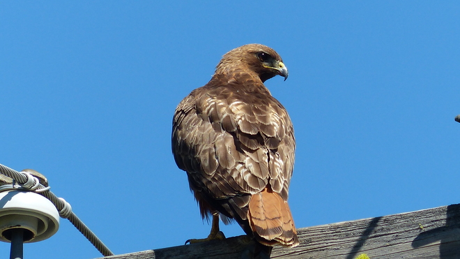 Beautiful golden eagle Grand Forks, BC