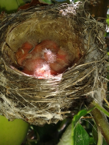 New Born Baby Birds Vernon, BC