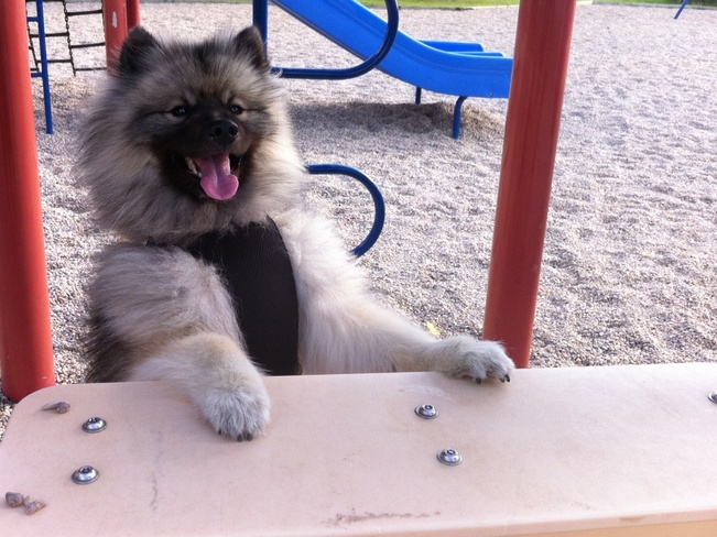 Puppy At Playground 16803-17399 Saint Andrews Road, Kleinburg, ON L0J, Canada