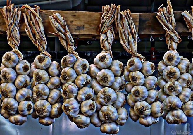 Garlic is ready ..... Pierrefonds, Quebec Canada