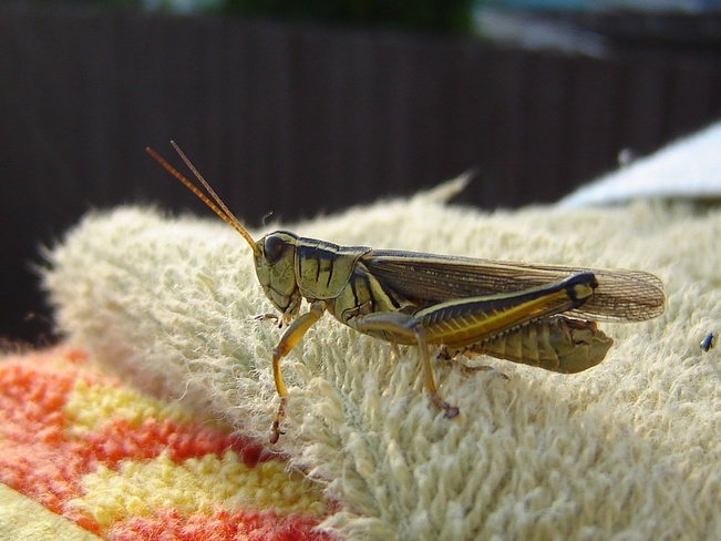 Grasshopper Decides To Take A Well Needed Rest . Manitoba Beach