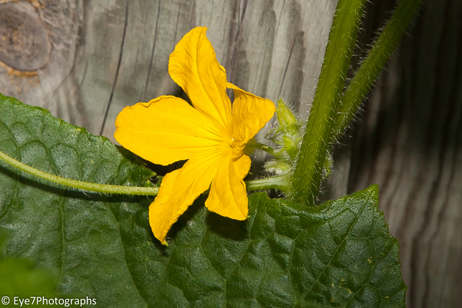 This the flower from Cucumber plant. Brampton, ON