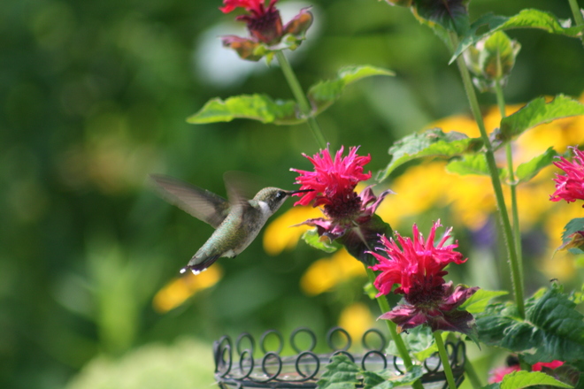 Baby Hummingbirds are out! Severn Bridge, ON
