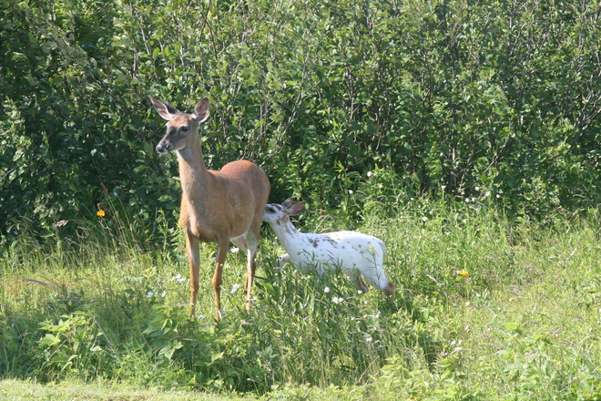 Piebald deer 30-62 Spinney Road, Middle West Pubnico, NS B0W 2M0, Canada
