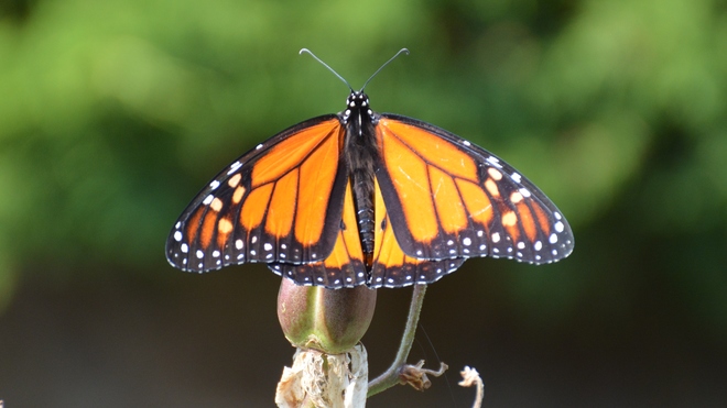 Beautiful Monarch! St. Catharines, ON