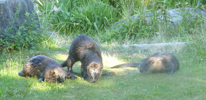 River otters at Stanley Park Vancouver, BC