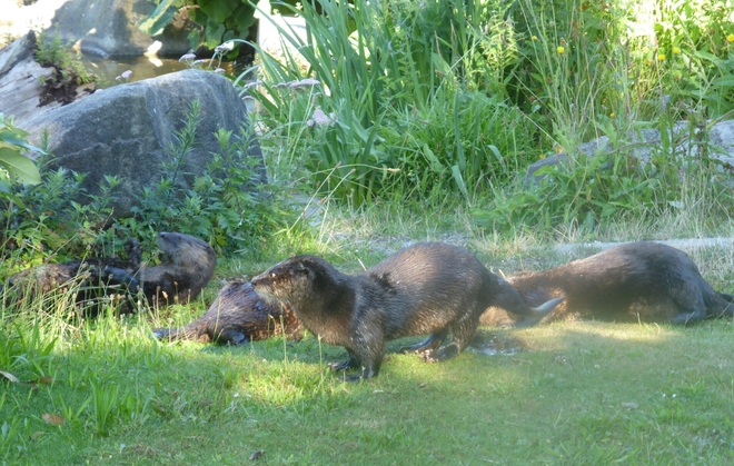 River otters at Stanley Park Vancouver, BC
