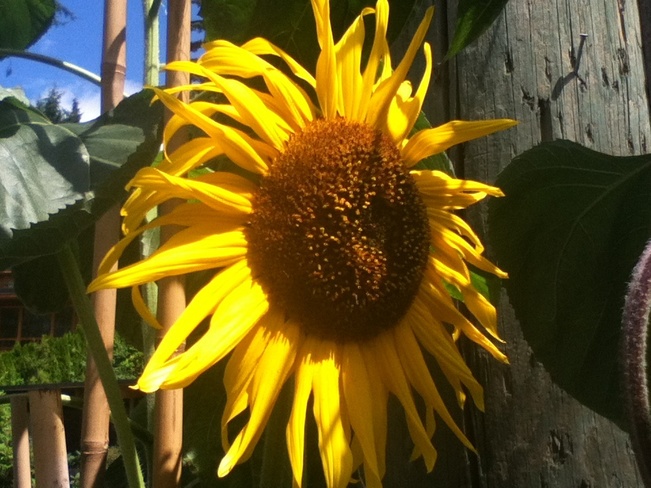 Sunflower! North Vancouver, British Columbia Canada